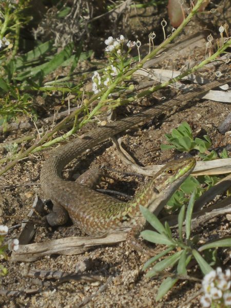 ...Podarcis dalla Corsica